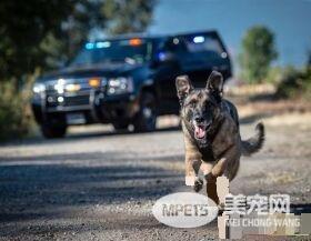 硬汉狠角色路线 警犬们的硬汉魅力迷倒大家