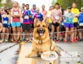 硬汉狠角色路线 警犬们的硬汉魅力迷倒大家