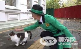 超梦幻职缺 负责照顾流浪猫的猫队长
