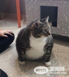 甜甜圈过重被弃养 跟随新主人向健康路迈进