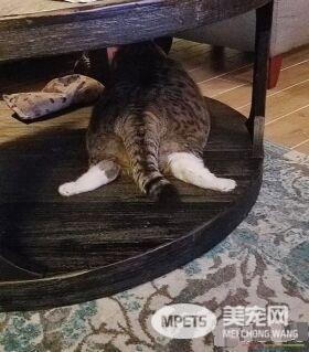 甜甜圈过重被弃养 跟随新主人向健康路迈进