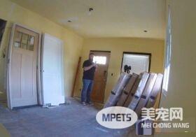 超可爱反差萌 魁梧大汉化身笨蛋猫奴