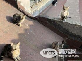 俄罗斯派来卧底的？历史性合照焦点被喵星人吸走