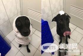 爸爸的裤子最好擦 萌狗学会会自己擦鼻涕