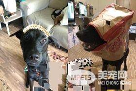 爸爸的裤子最好擦 萌狗学会会自己擦鼻涕