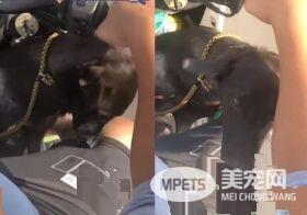 爸爸的裤子最好擦 萌狗学会会自己擦鼻涕
