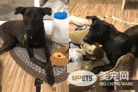 爸爸的裤子最好擦 萌狗学会会自己擦鼻涕