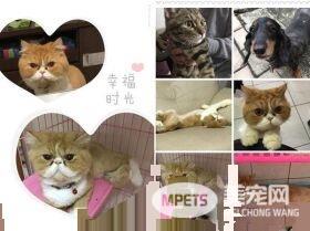 本宫被吓飞了! 喵星人被地垫吓到弾飞