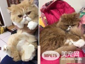 本宫被吓飞了! 喵星人被地垫吓到弾飞