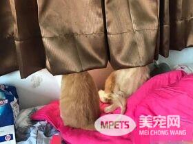 本宫被吓飞了! 喵星人被地垫吓到弾飞