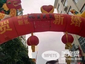 广西一金毛生10只小狗 主人高兴摆酒庆祝