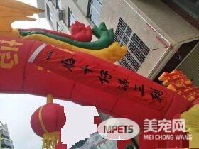 广西一金毛生10只小狗 主人高兴摆酒庆祝