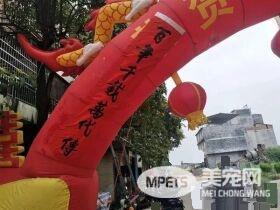 广西一金毛生10只小狗 主人高兴摆酒庆祝
