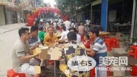 广西一金毛生10只小狗 主人高兴摆酒庆祝
