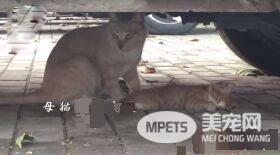 小猫躺车底下一动也不动 究竟是怎么回事？