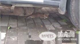 小猫躺车底下一动也不动 究竟是怎么回事？