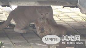 小猫躺车底下一动也不动 究竟是怎么回事？