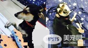 此女孩无教化可能了 狗狗咬拖鞋被处罚超敷衍认错
