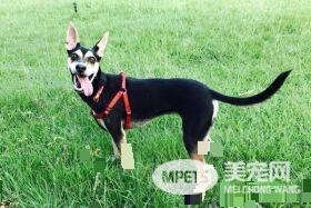 此女孩无教化可能了 狗狗咬拖鞋被处罚超敷衍认错