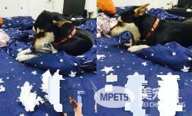 此女孩无教化可能了 狗狗咬拖鞋被处罚超敷衍认错