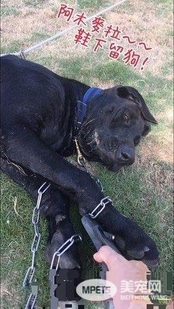 高山犬叼大鱼上岸想帮自己加菜 可爱模样笑翻网友