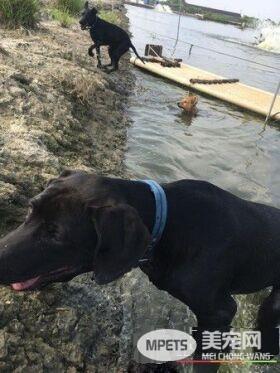 高山犬叼大鱼上岸想帮自己加菜 可爱模样笑翻网友