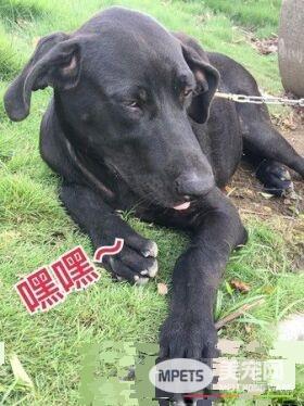 高山犬叼大鱼上岸想帮自己加菜 可爱模样笑翻网友