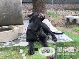 高山犬叼大鱼上岸想帮自己加菜 可爱模样笑翻网友