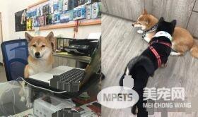柴犬界的柯p 超可爱模样是店里的活招牌