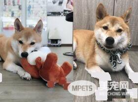 柴犬界的柯p 超可爱模样是店里的活招牌
