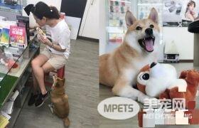 柴犬界的柯p 超可爱模样是店里的活招牌