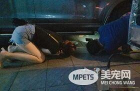 本宫乏了 喵皇贵妃躺等伺候霸气十足