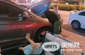 本宫乏了 喵皇贵妃躺等伺候霸气十足