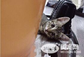 本宫乏了 喵皇贵妃躺等伺候霸气十足