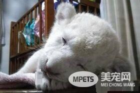 小白狮秀出粉红肉球为地震灾民加油打气 超治愈！