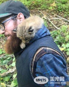 马修偶遇小猫竟是被丢弃的猞猁  举手之劳救猞猁命