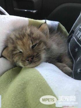 马修偶遇小猫竟是被丢弃的猞猁  举手之劳救猞猁命