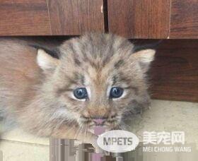 马修偶遇小猫竟是被丢弃的猞猁  举手之劳救猞猁命