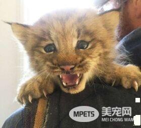 马修偶遇小猫竟是被丢弃的猞猁  举手之劳救猞猁命