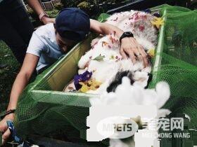 最新病毒！菲律宾一年轻男子痛失爱狗