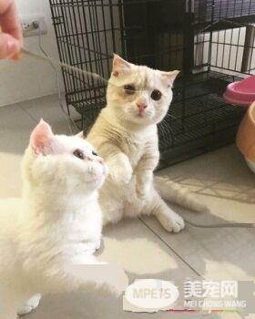 为了猫孙子们的健康 阿公戒21年烟瘾
