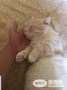 为了猫孙子们的健康 阿公戒21年烟瘾