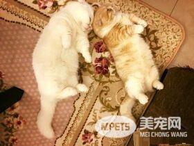 为了猫孙子们的健康 阿公戒21年烟瘾