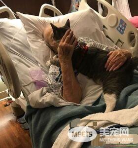 失去双眼的治疗猫咪 陪伴奶奶战胜癌症