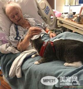 失去双眼的治疗猫咪 陪伴奶奶战胜癌症