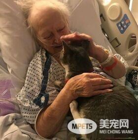 失去双眼的治疗猫咪 陪伴奶奶战胜癌症
