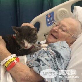失去双眼的治疗猫咪 陪伴奶奶战胜癌症