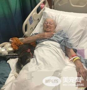 失去双眼的治疗猫咪 陪伴奶奶战胜癌症