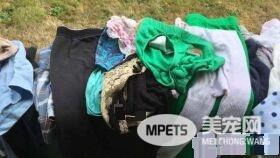偷窃癖猫咪每晚都偷衣服回家 猫奴也头大