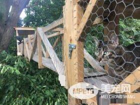 猫奴打造超梦幻树屋 室内猫也可以出去透透气